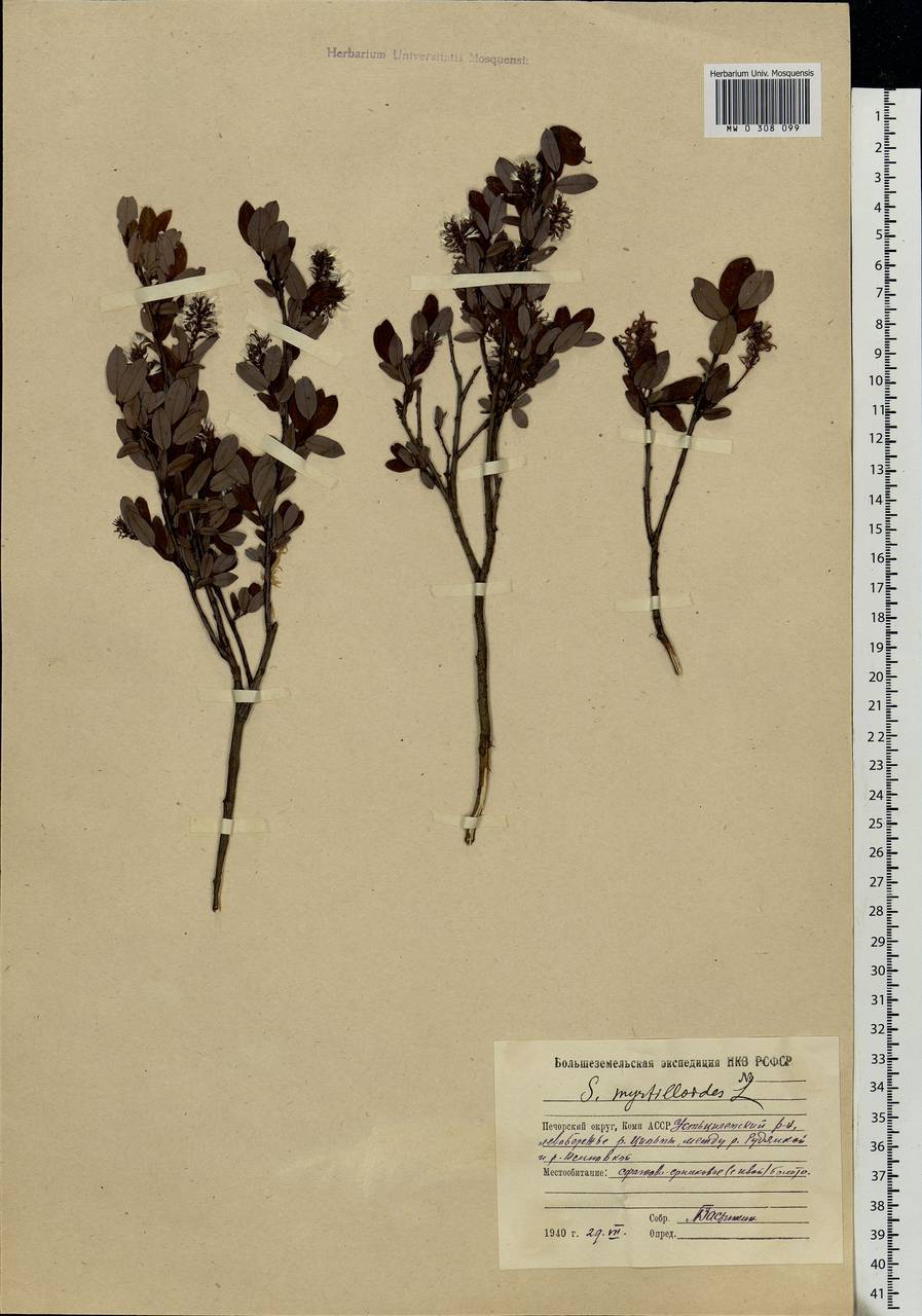 Salix myrtilloides, Eastern Europe, Northern region (E1) (Russia)