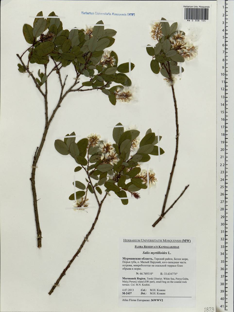 Salix myrtilloides, Eastern Europe, Northern region (E1) (Russia)