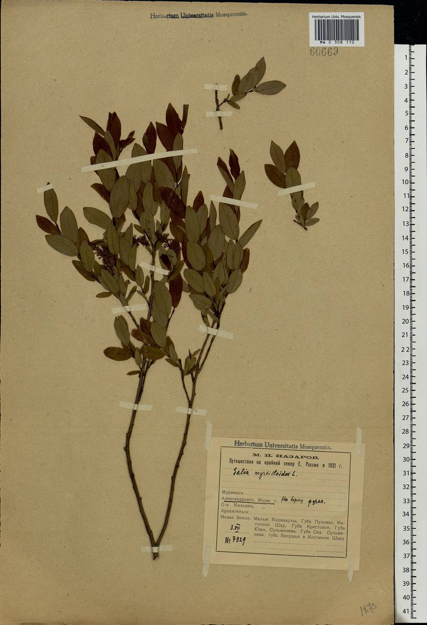Salix myrtilloides L., Eastern Europe, Northern region (E1) (Russia)