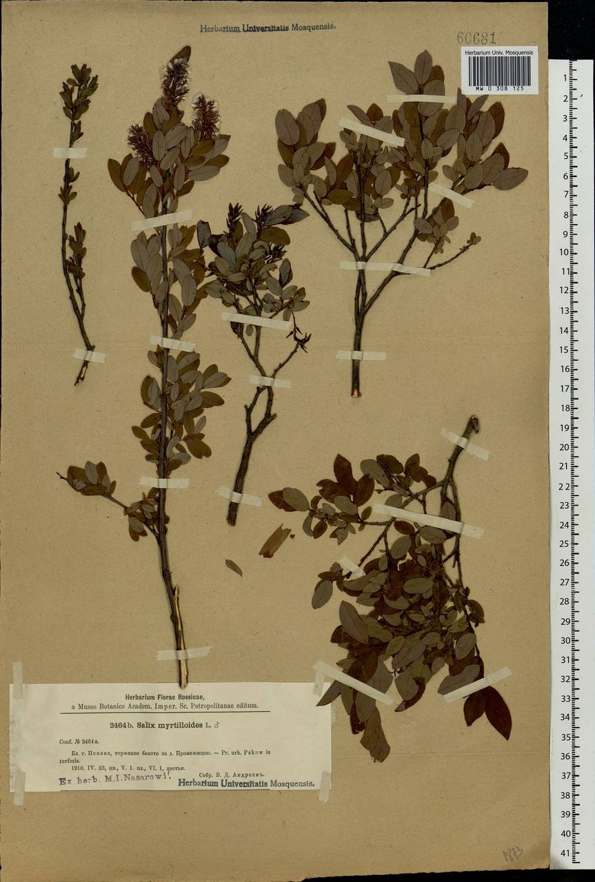 Salix myrtilloides, Eastern Europe, North-Western region (E2) (Russia)