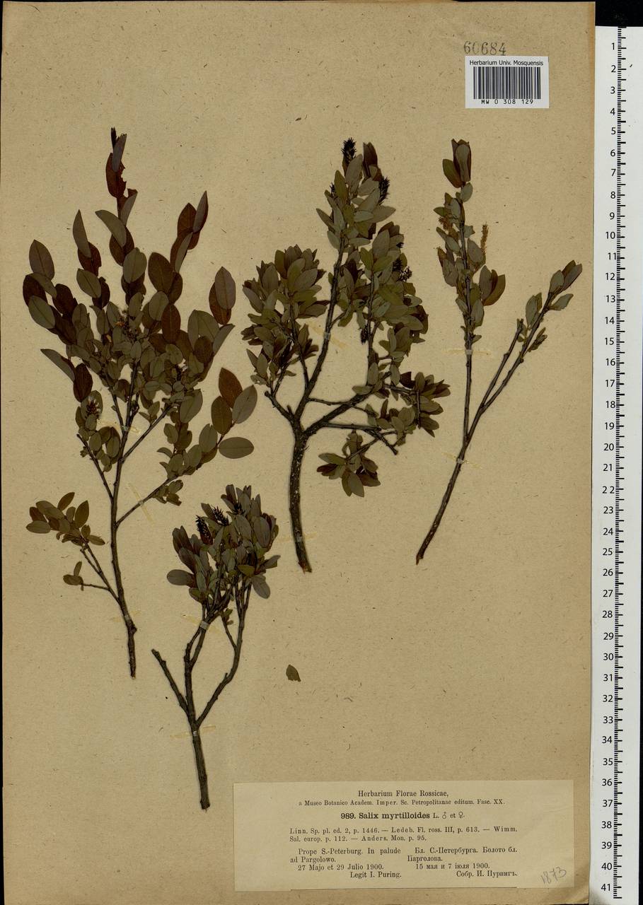 Salix myrtilloides, Eastern Europe, North-Western region (E2) (Russia)
