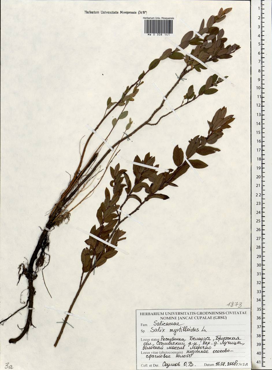 Salix myrtilloides L., Eastern Europe, Belarus (E3a) (Belarus)