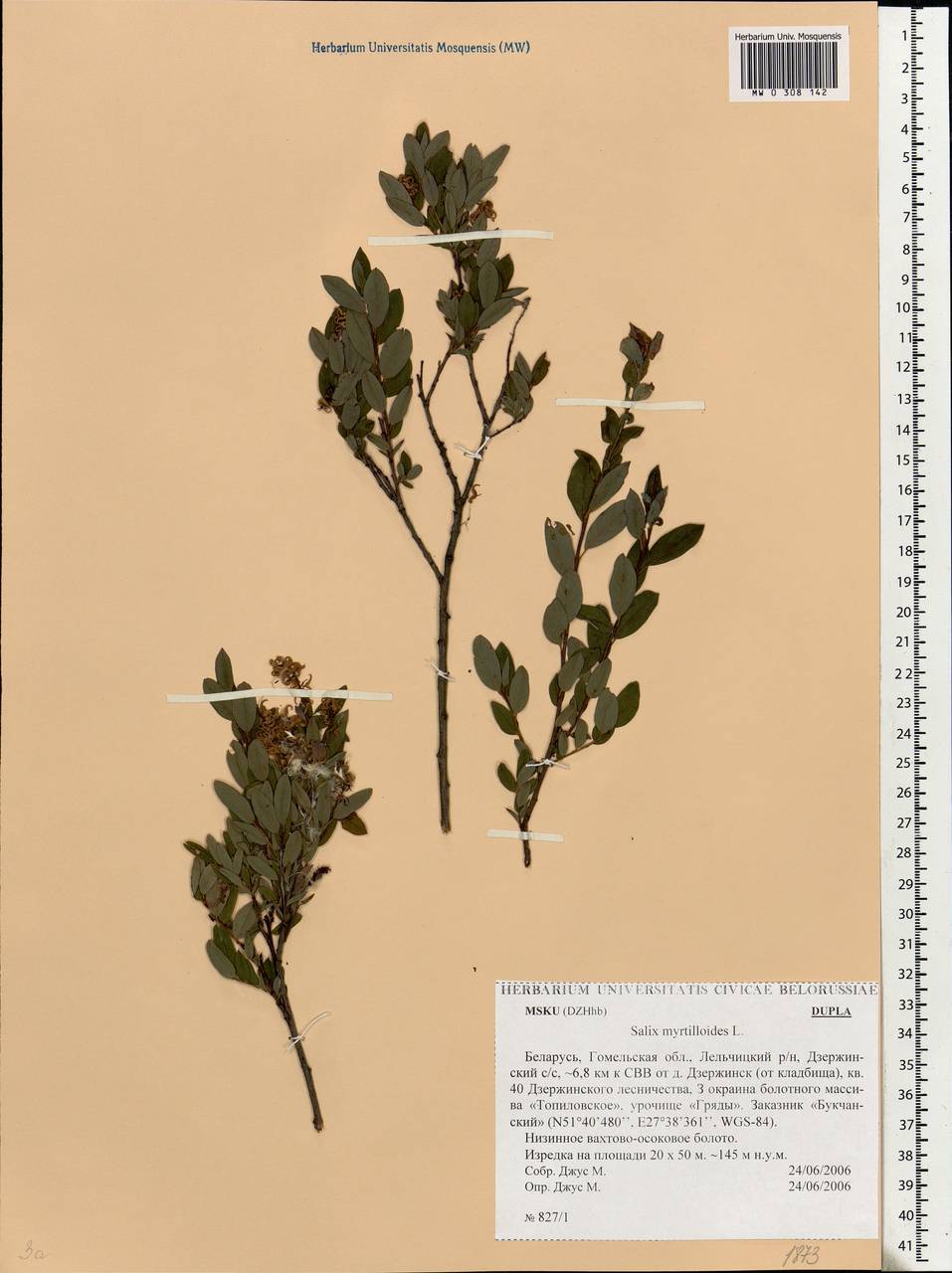 Salix myrtilloides, Eastern Europe, Belarus (E3a) (Belarus)