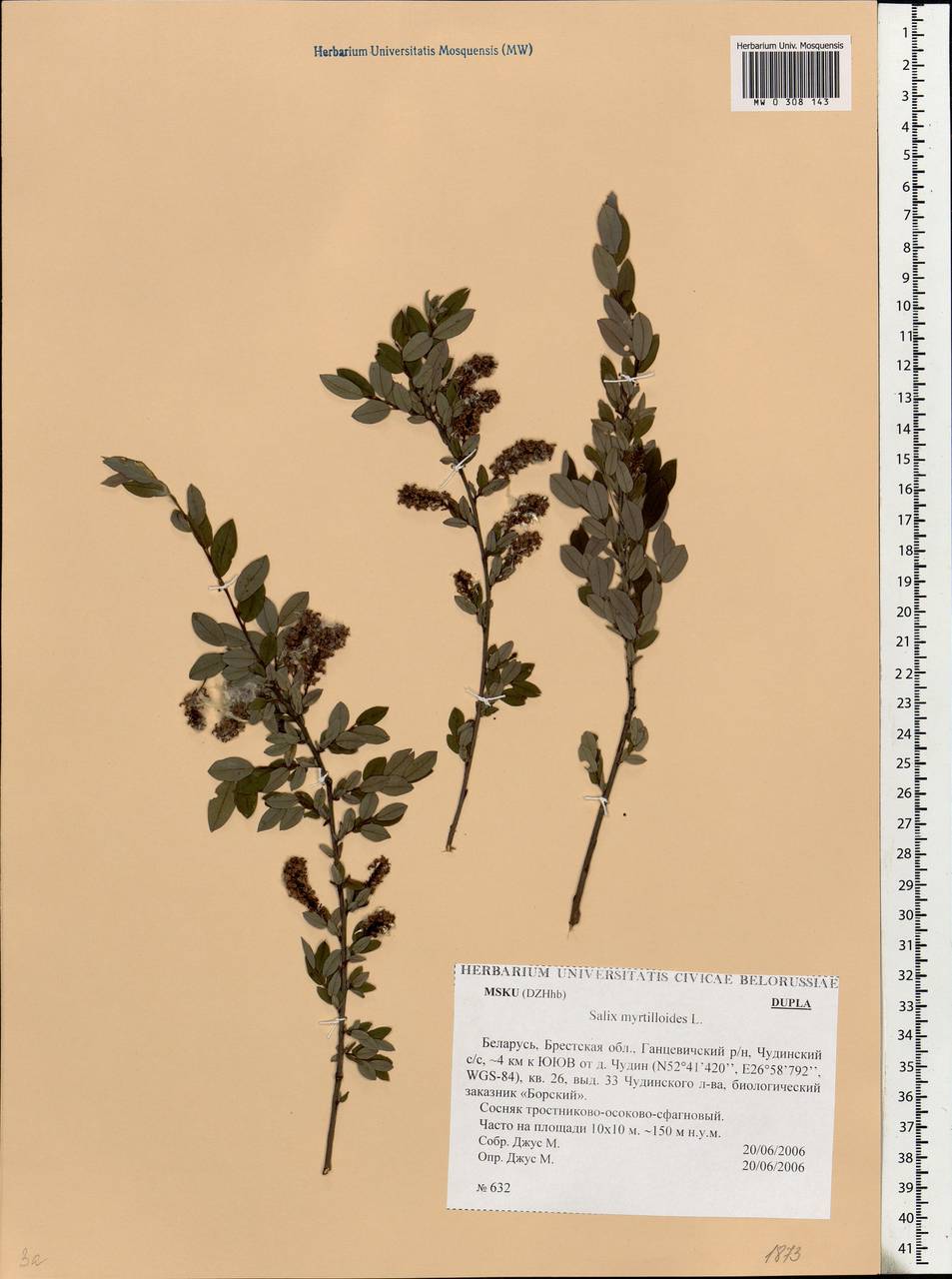 Salix myrtilloides L., Eastern Europe, Belarus (E3a) (Belarus)