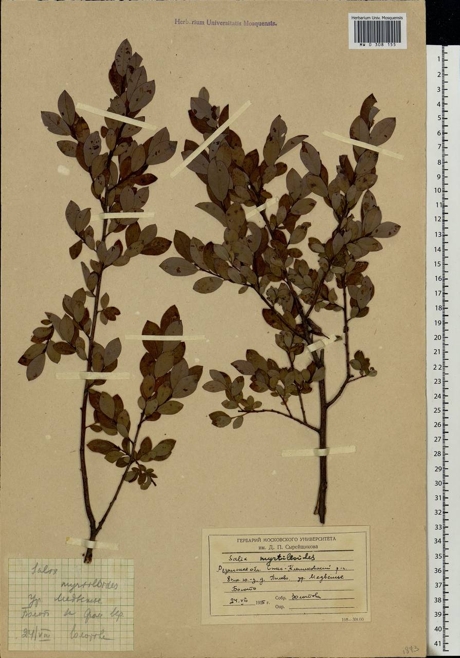 Salix myrtilloides, Eastern Europe, Central region (E4) (Russia)