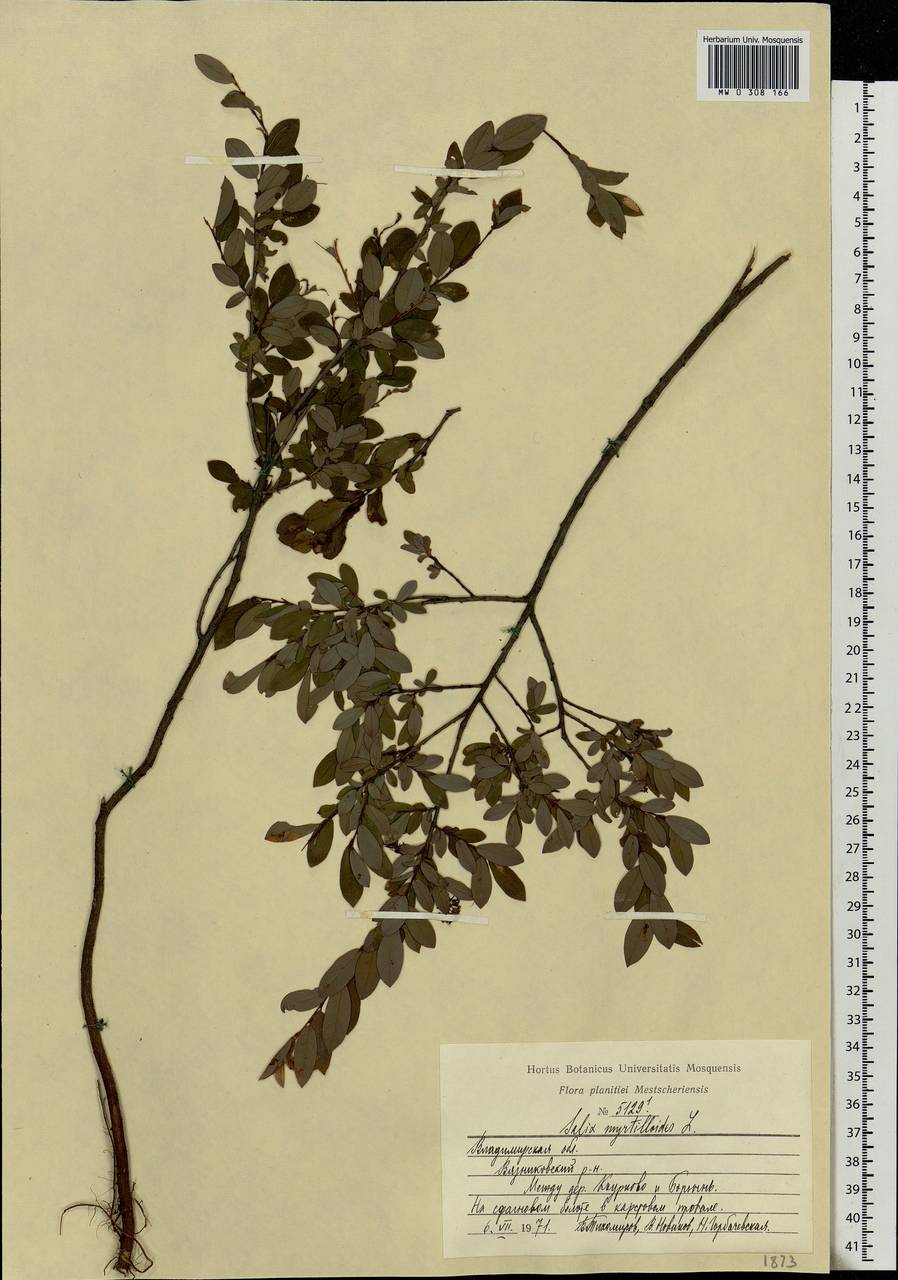 Salix myrtilloides, Eastern Europe, Central region (E4) (Russia)