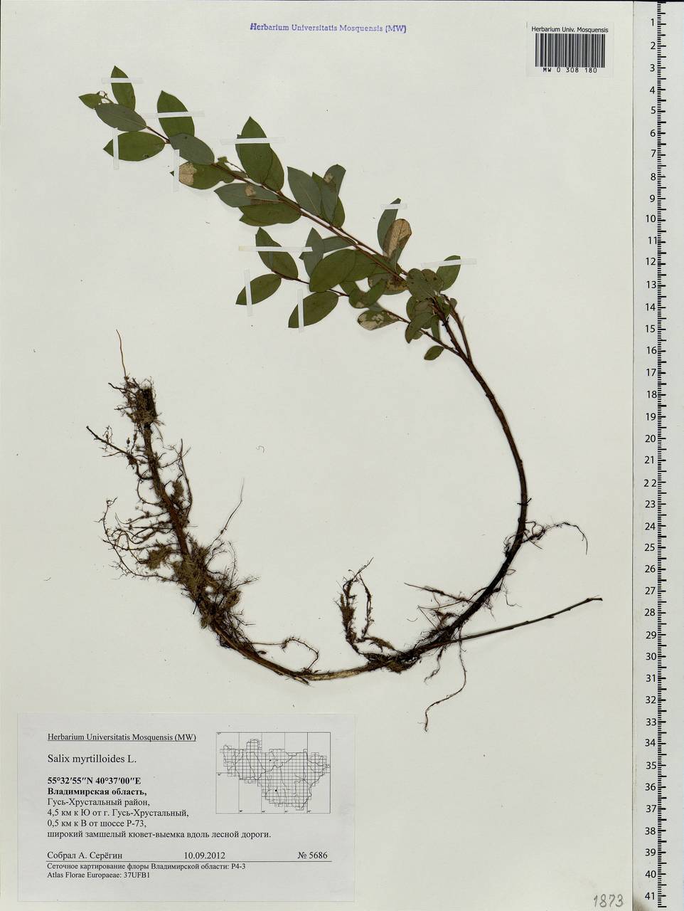 Salix myrtilloides L., Eastern Europe, Central region (E4) (Russia)