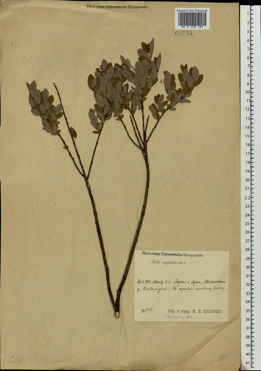 Salix myrtilloides, Eastern Europe, Central region (E4) (Russia)