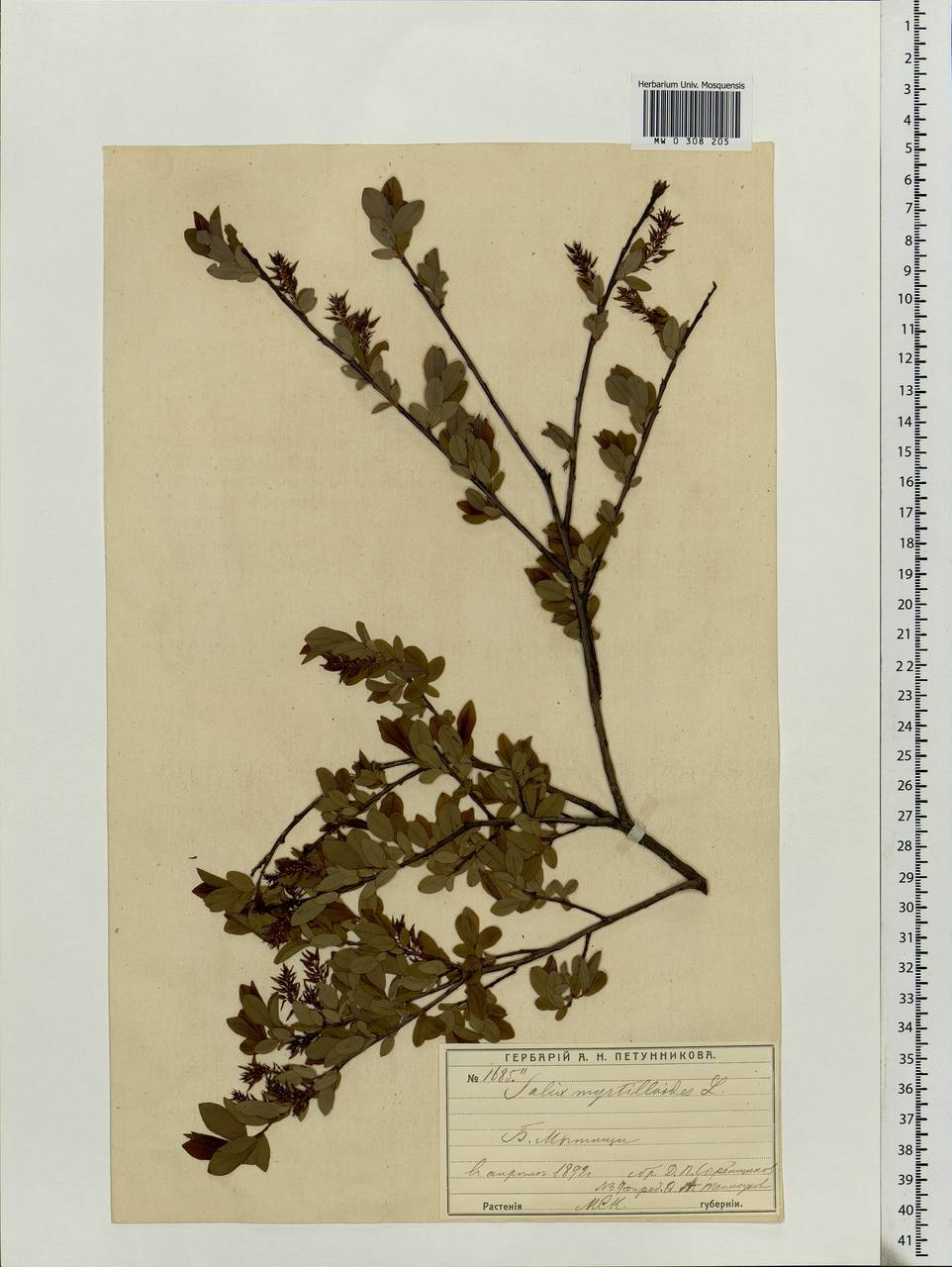Salix myrtilloides L., Eastern Europe, Moscow region (E4a) (Russia)