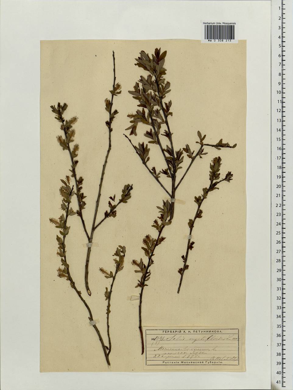 Salix myrtilloides L., Eastern Europe, Moscow region (E4a) (Russia)
