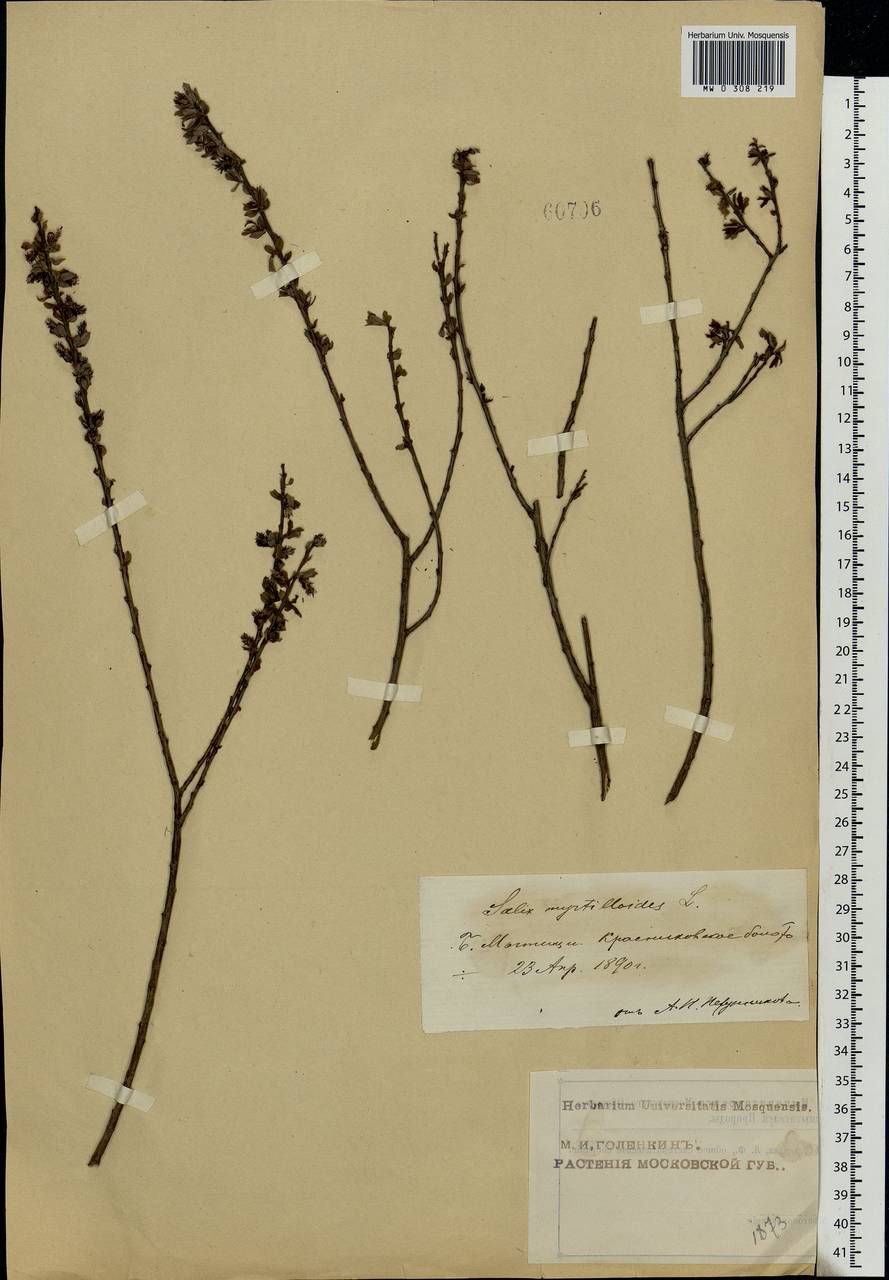 Salix myrtilloides L., Eastern Europe, Moscow region (E4a) (Russia)