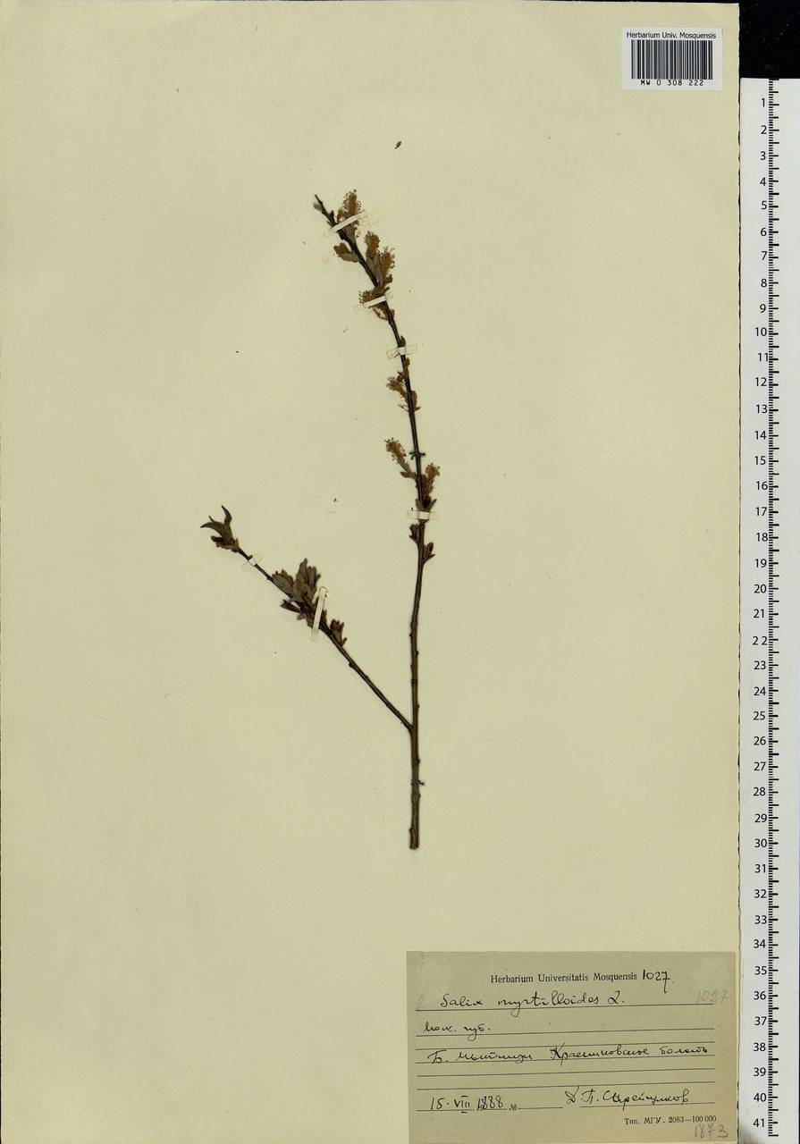 Salix myrtilloides L., Eastern Europe, Moscow region (E4a) (Russia)