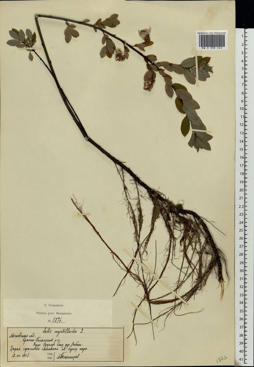 Salix myrtilloides, Eastern Europe, Moscow region (E4a) (Russia)