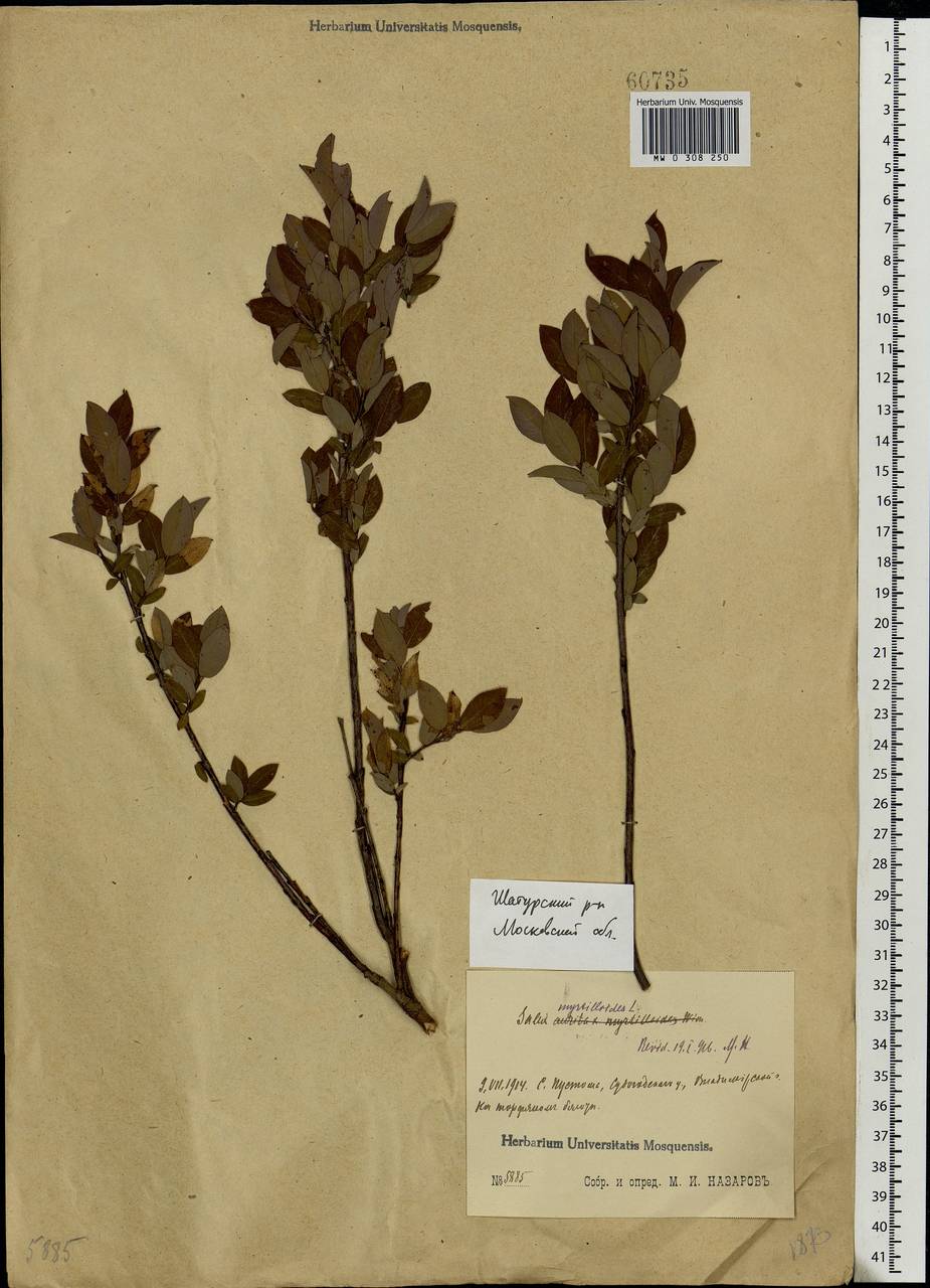 Salix myrtilloides, Eastern Europe, Moscow region (E4a) (Russia)