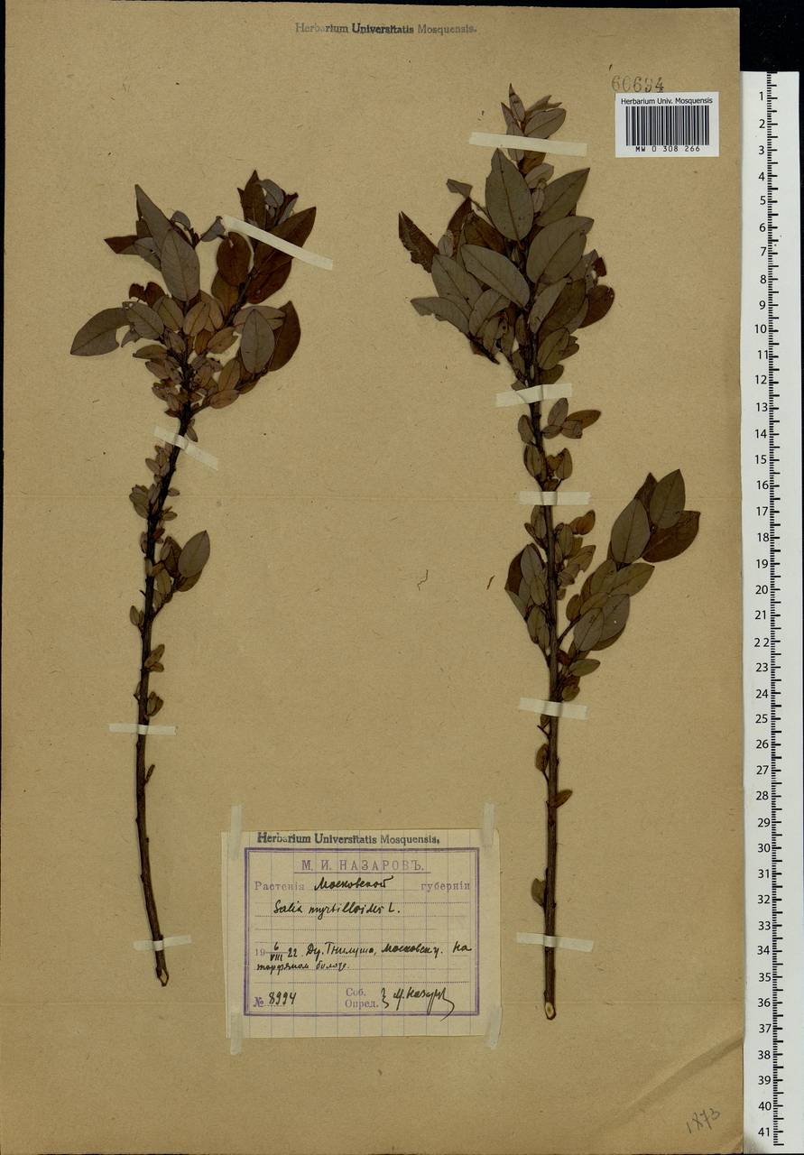 Salix myrtilloides L., Eastern Europe, Moscow region (E4a) (Russia)