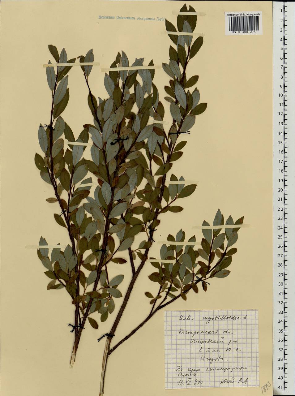 Salix myrtilloides, Eastern Europe, Central forest region (E5) (Russia)
