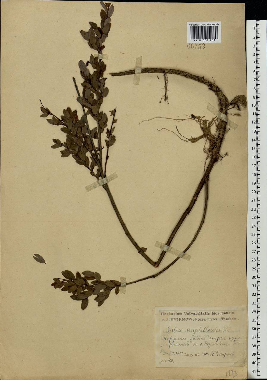 Salix myrtilloides L., Eastern Europe, Central forest-and-steppe region (E6) (Russia)