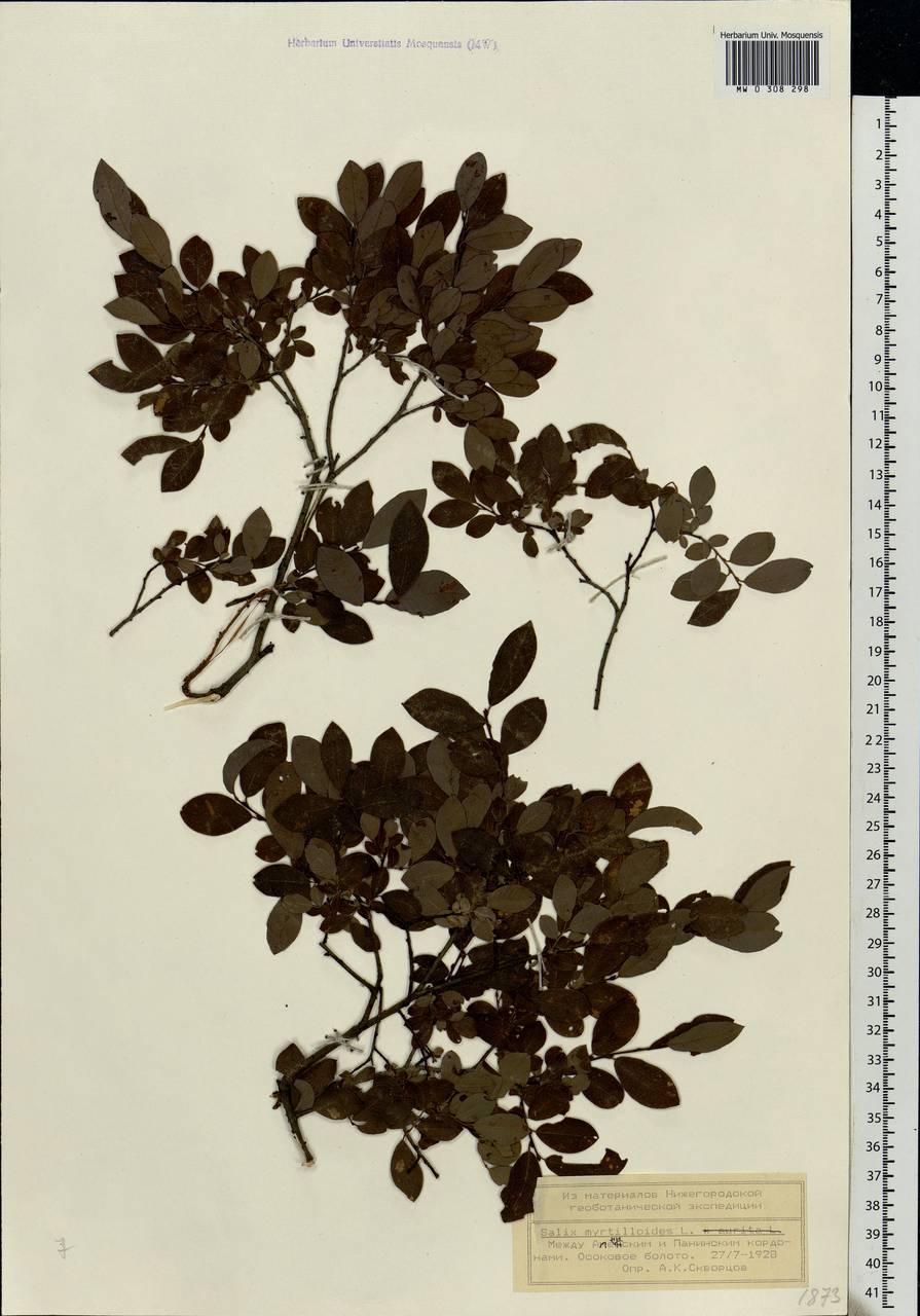 Salix myrtilloides, Eastern Europe, Central forest region (E5) (Russia)