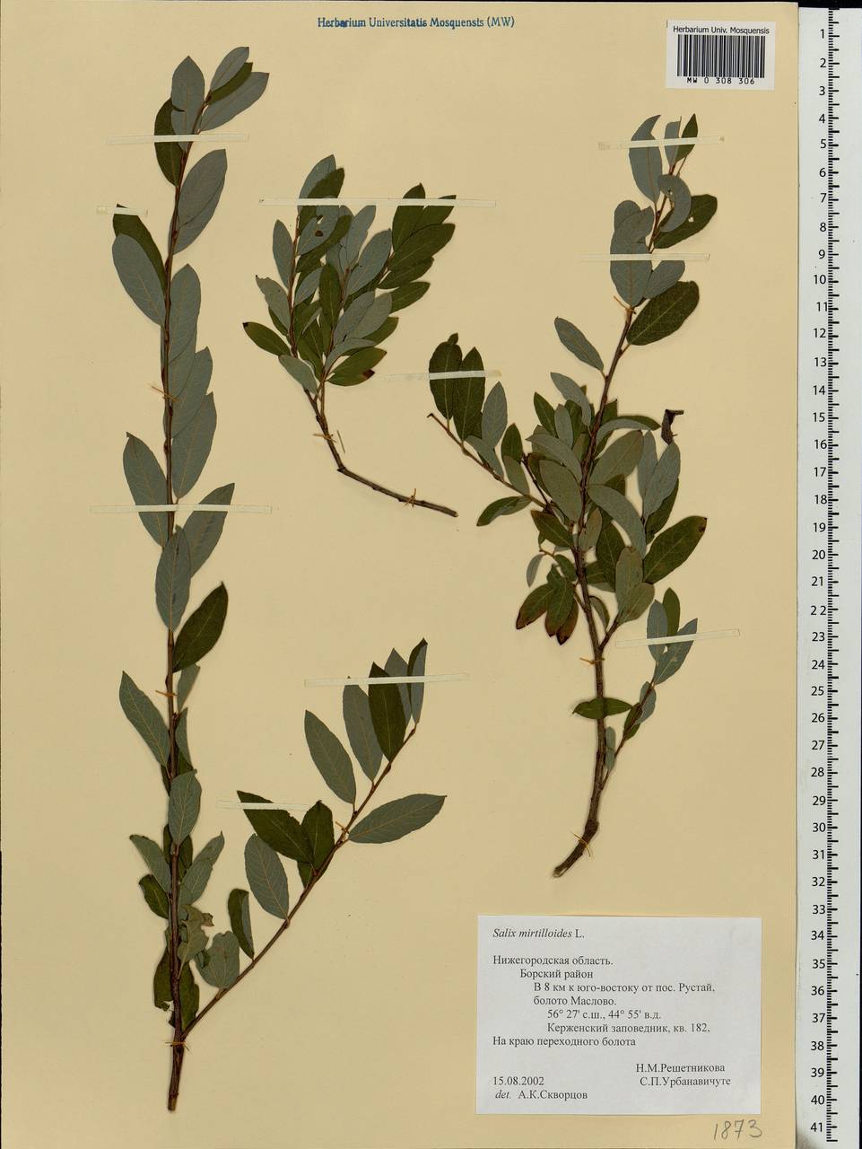 Salix myrtilloides, Eastern Europe, Volga-Kama region (E7) (Russia)