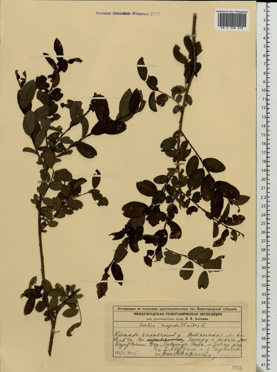 Salix myrtilloides, Eastern Europe, Volga-Kama region (E7) (Russia)