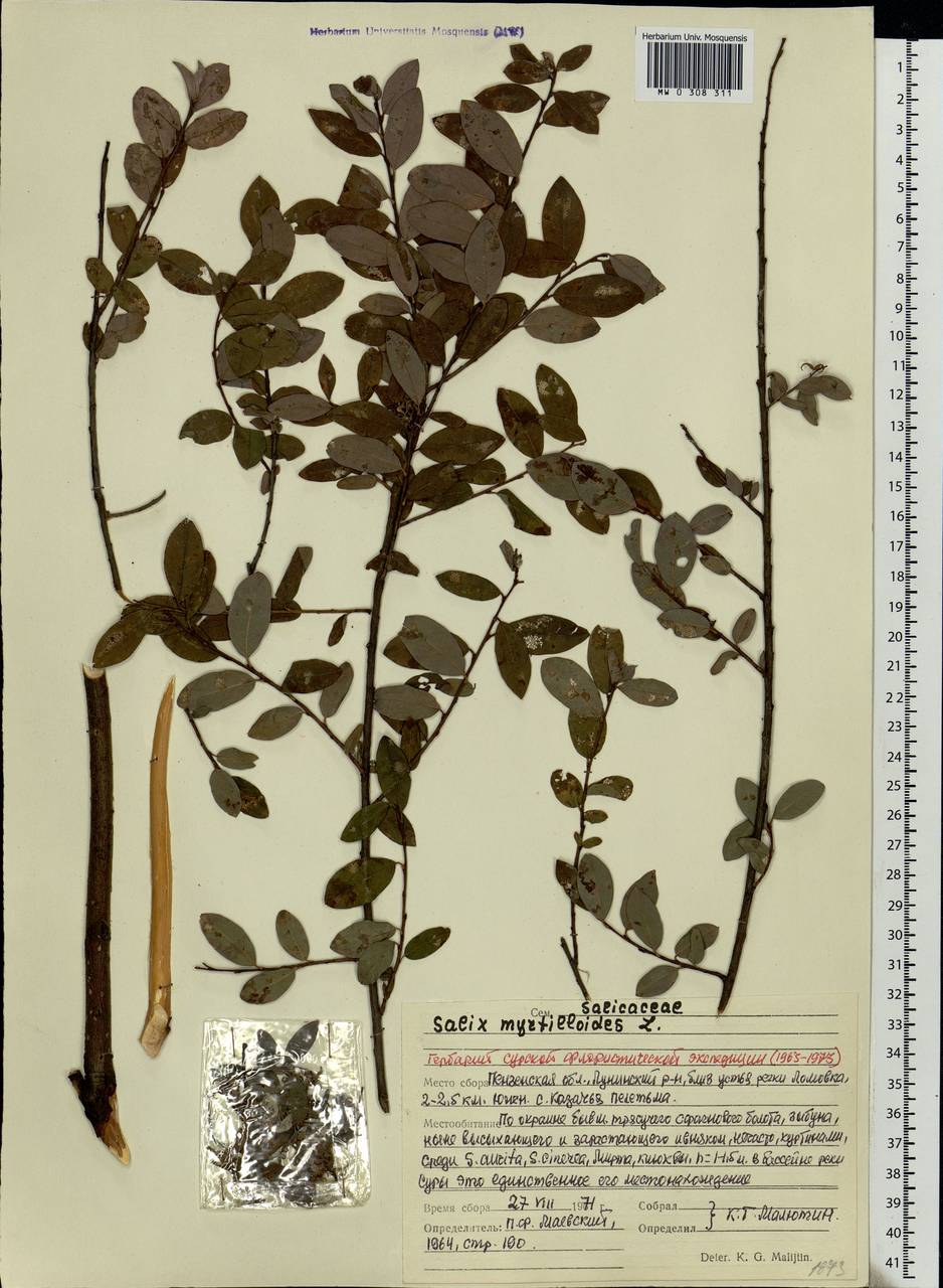 Salix myrtilloides, Eastern Europe, Middle Volga region (E8) (Russia)