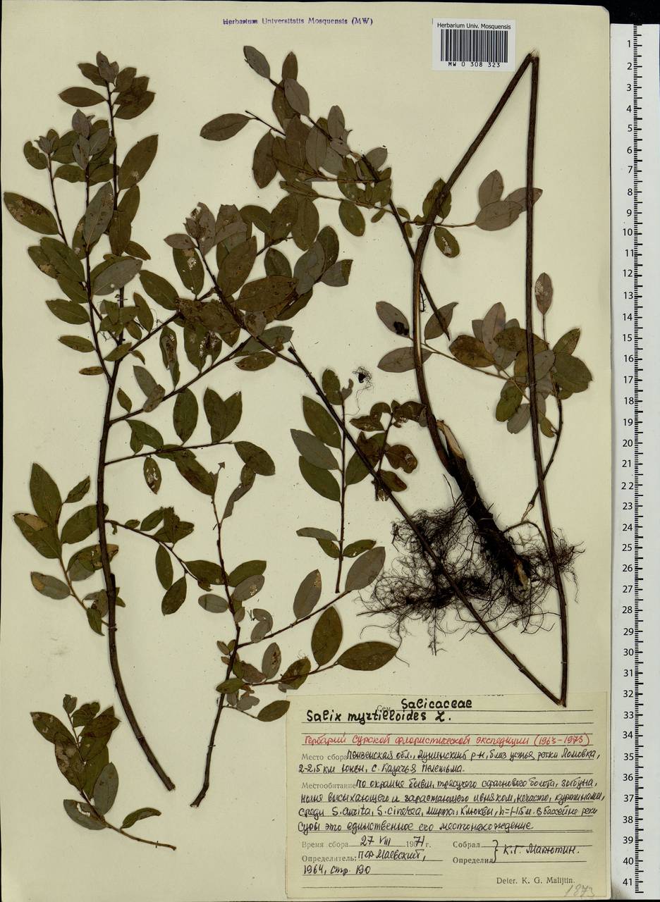 Salix myrtilloides, Eastern Europe, Middle Volga region (E8) (Russia)