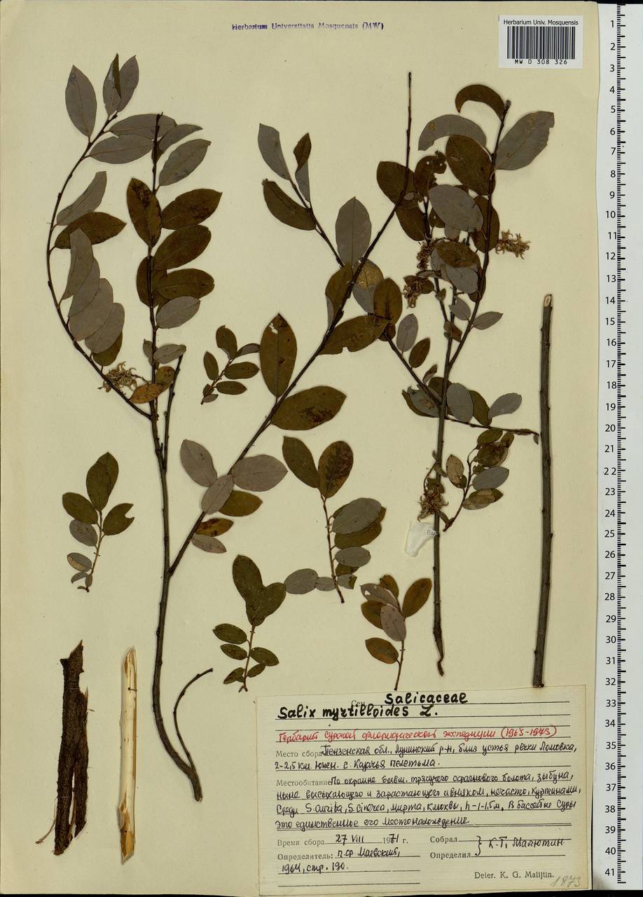 Salix myrtilloides, Eastern Europe, Middle Volga region (E8) (Russia)