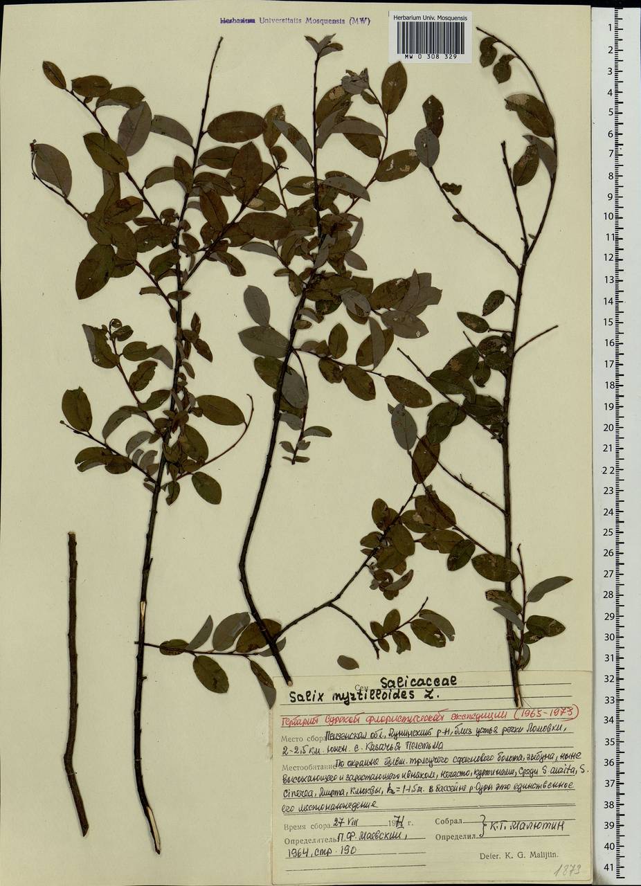 Salix myrtilloides, Eastern Europe, Middle Volga region (E8) (Russia)