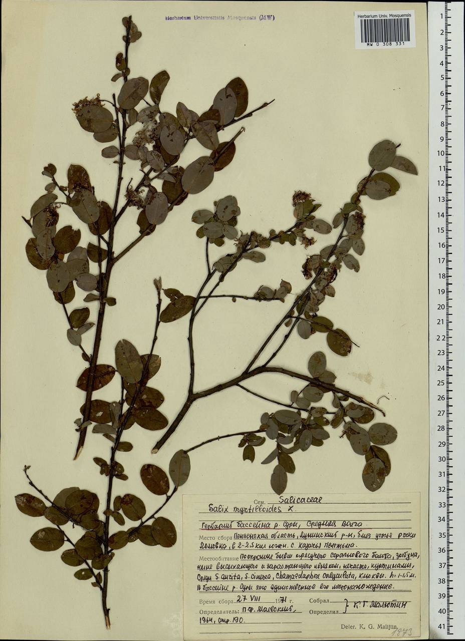 Salix myrtilloides L., Eastern Europe, Middle Volga region (E8) (Russia)