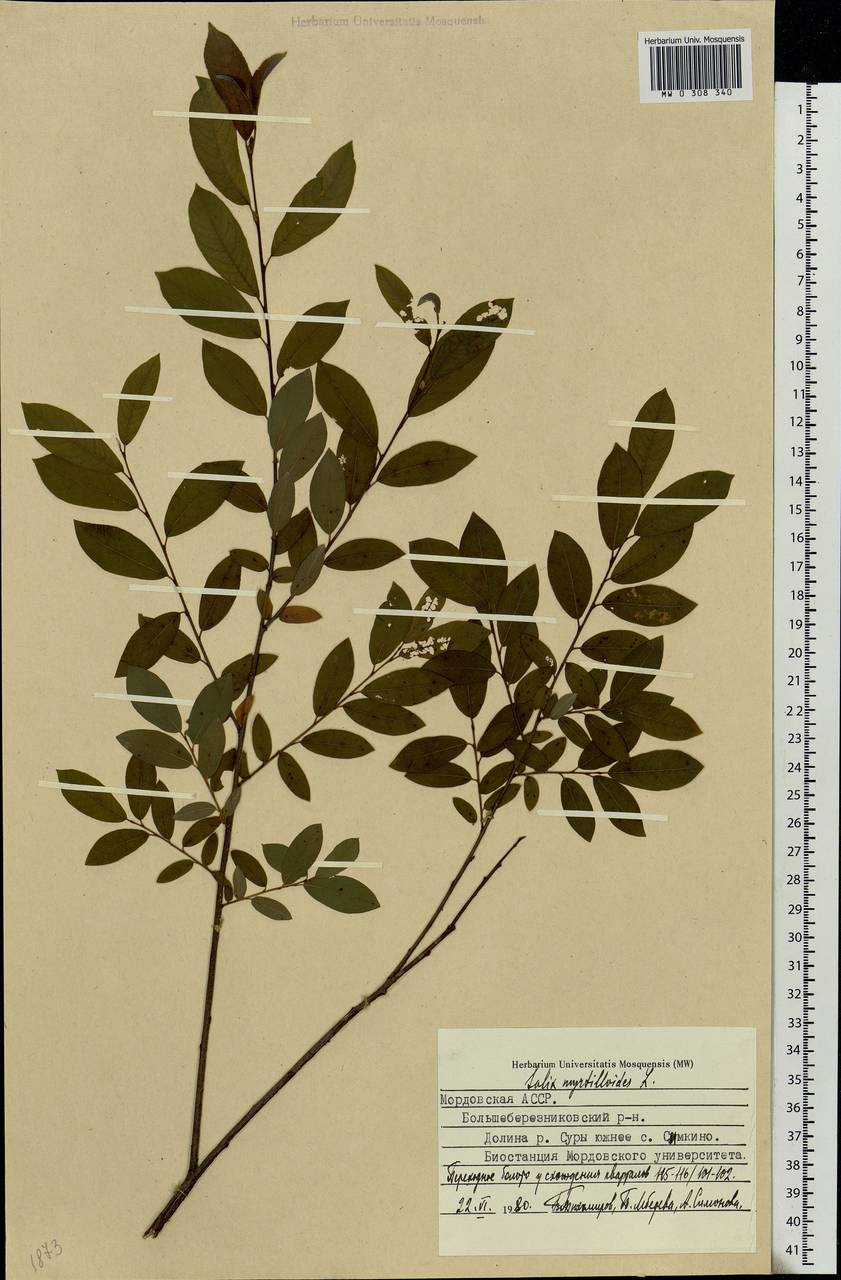 Salix myrtilloides, Eastern Europe, Middle Volga region (E8) (Russia)