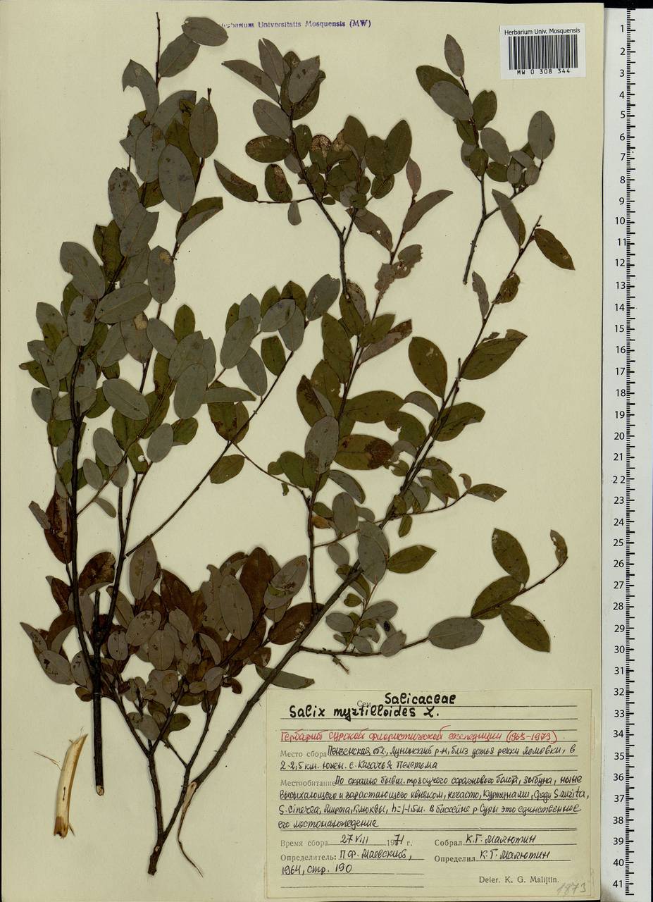 Salix myrtilloides L., Eastern Europe, Middle Volga region (E8) (Russia)