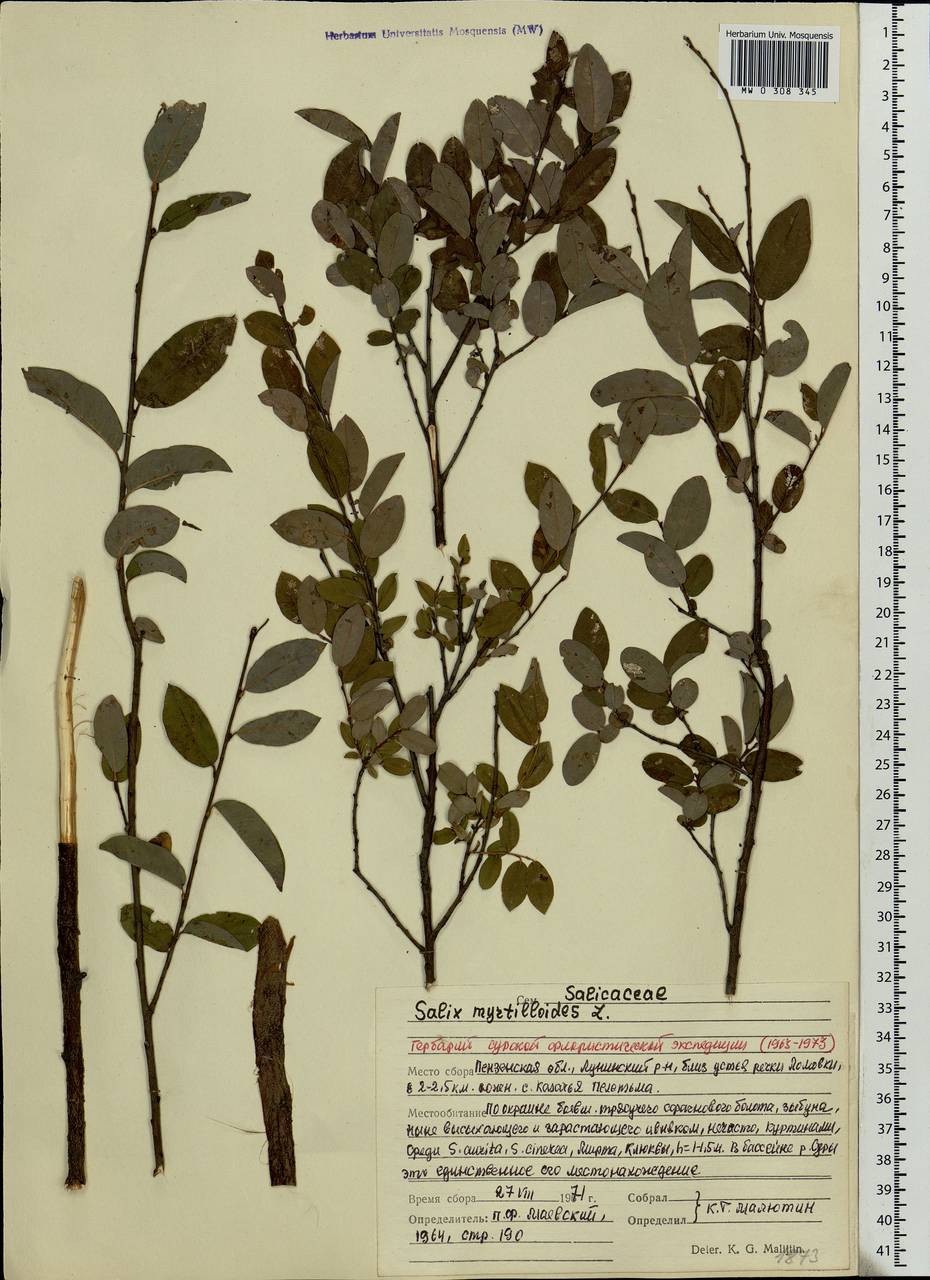 Salix myrtilloides, Eastern Europe, Middle Volga region (E8) (Russia)