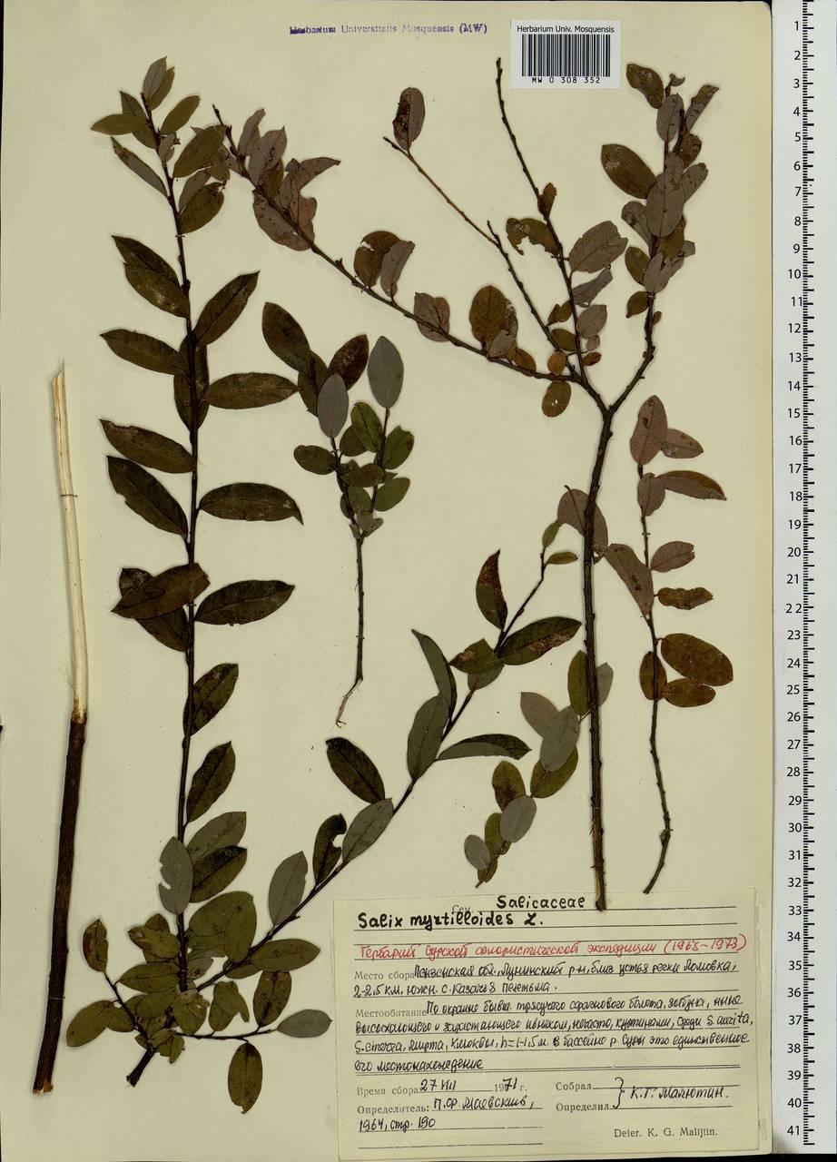 Salix myrtilloides L., Eastern Europe, Middle Volga region (E8) (Russia)