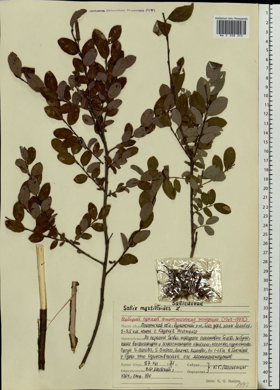 Salix myrtilloides, Eastern Europe, Middle Volga region (E8) (Russia)