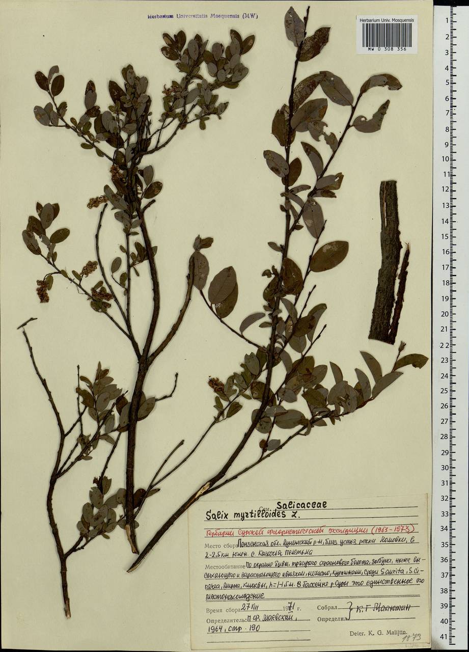 Salix myrtilloides, Eastern Europe, Middle Volga region (E8) (Russia)