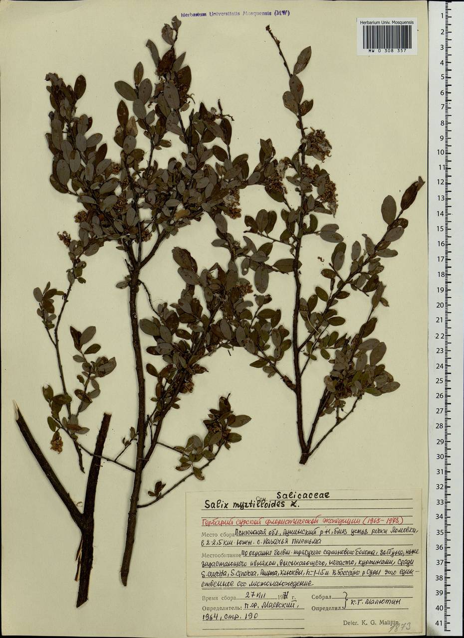Salix myrtilloides L., Eastern Europe, Middle Volga region (E8) (Russia)