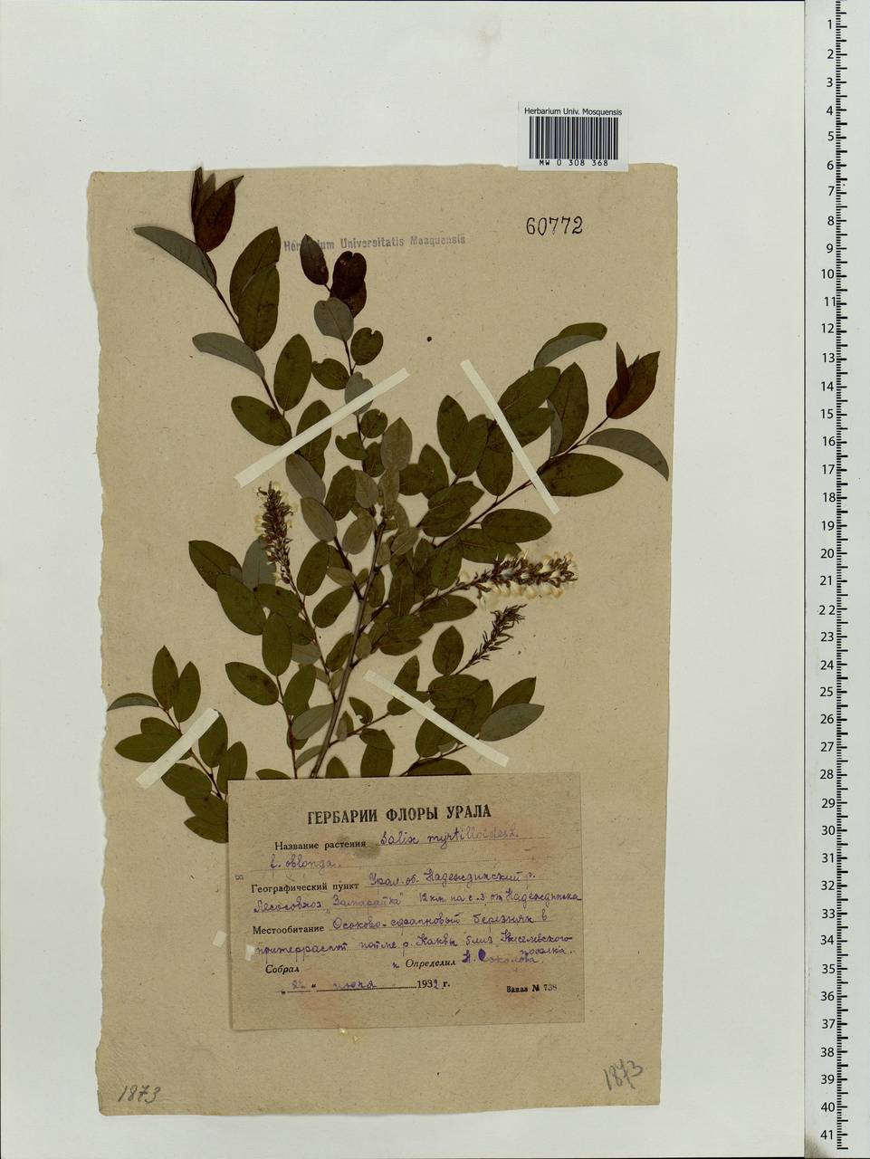 Salix myrtilloides L., Eastern Europe, Eastern region (E10) (Russia)