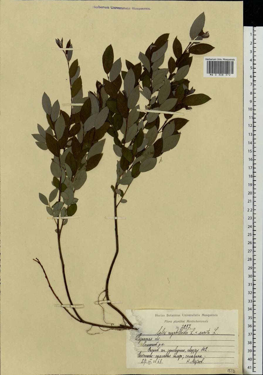 Salix myrsinifolia subsp. myrsinifolia, Eastern Europe, Central region (E4) (Russia)