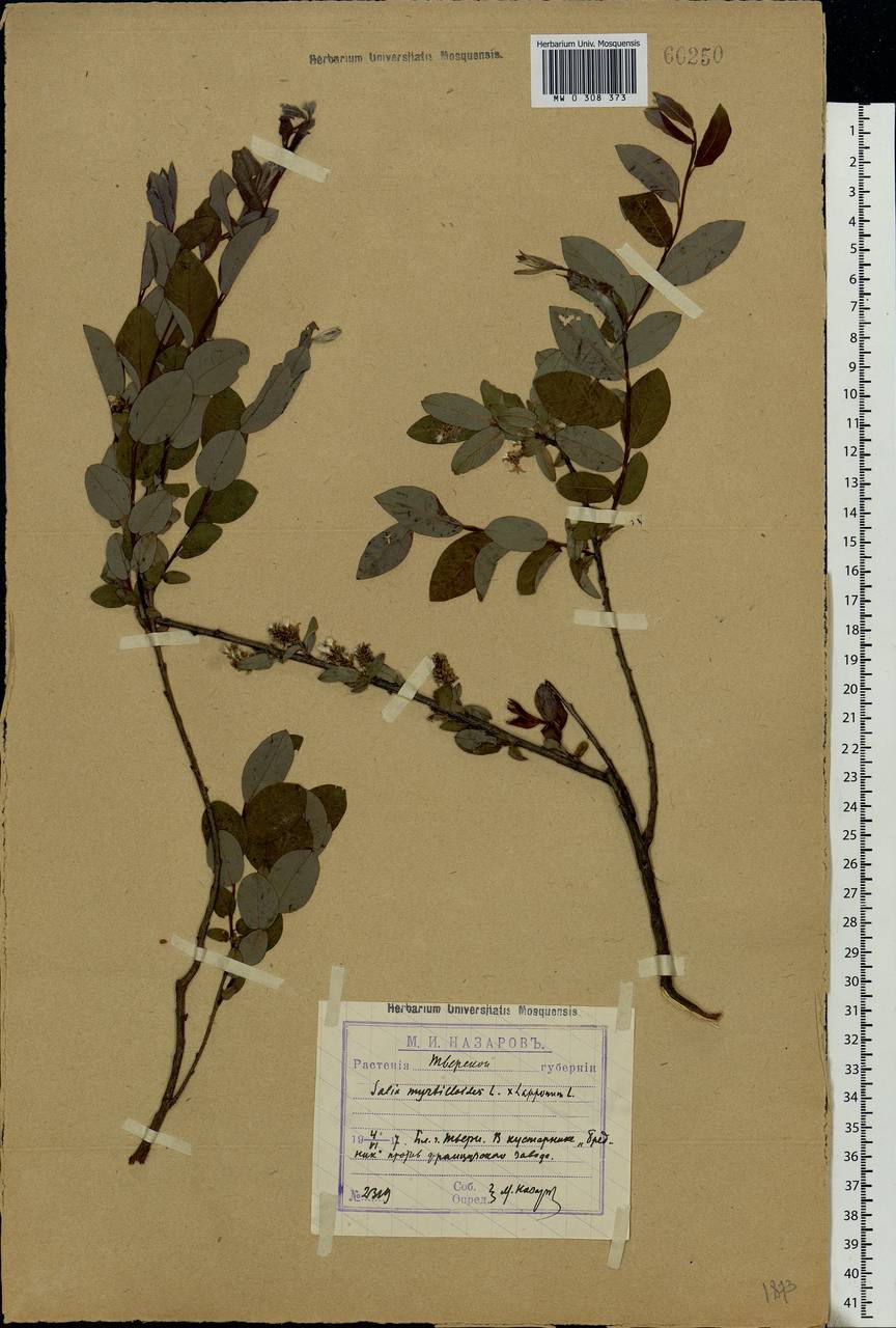Salix lapponum × myrtilloides, Eastern Europe, North-Western region (E2) (Russia)