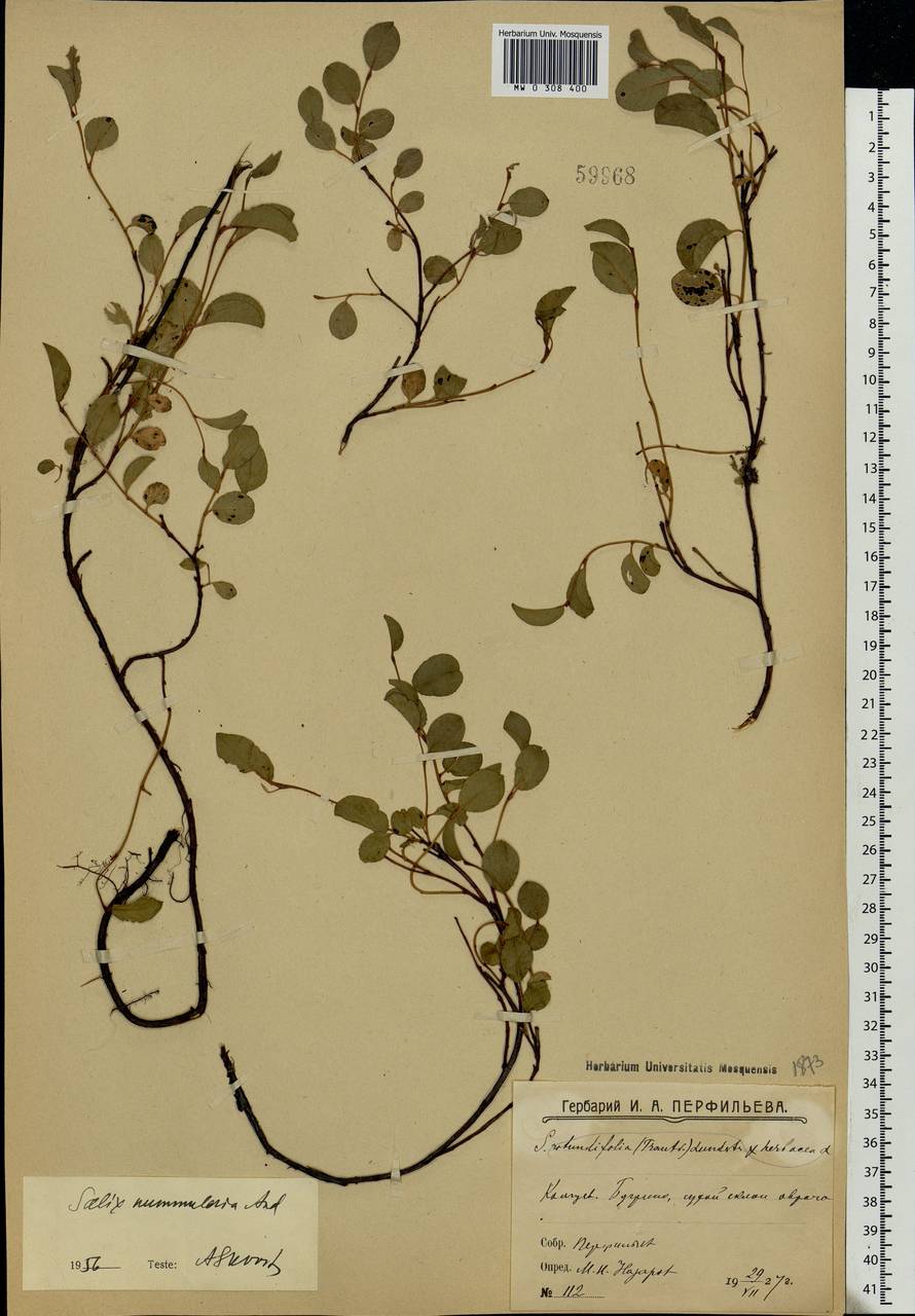 Salix nummularia Anderss., Eastern Europe, Northern region (E1) (Russia)