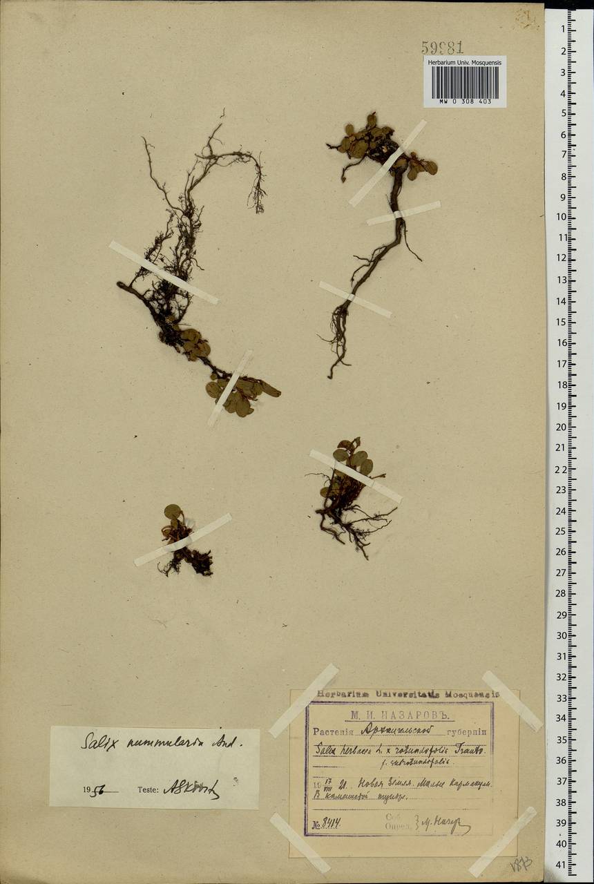 Salix nummularia Anderss., Eastern Europe, Northern region (E1) (Russia)