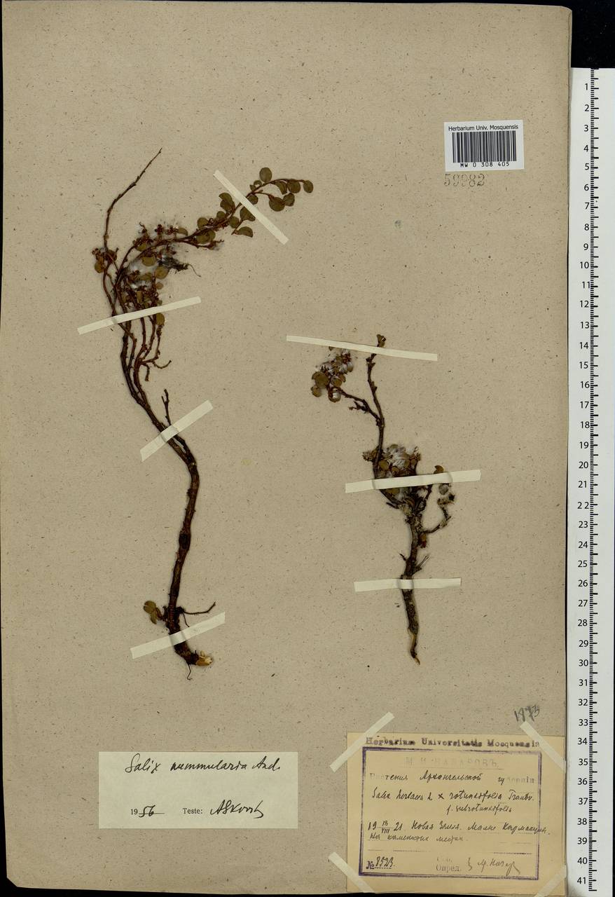 Salix nummularia Anderss., Eastern Europe, Northern region (E1) (Russia)
