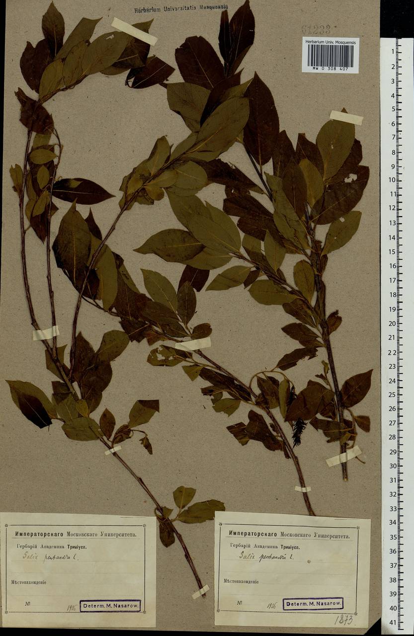 Salix pentandra L., Eastern Europe (no precise locality) (E0) (Not classified)