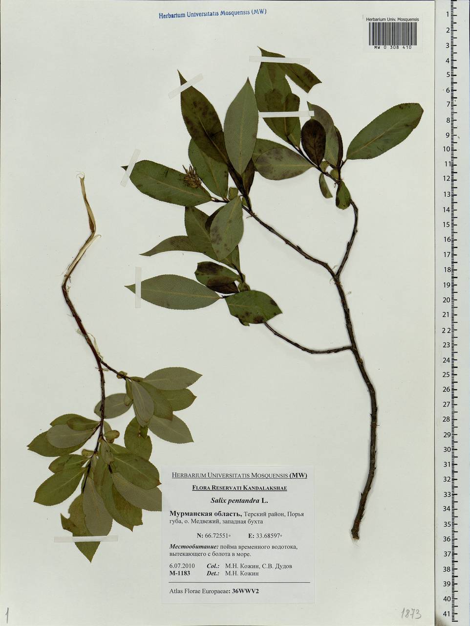 Salix pentandra L., Eastern Europe, Northern region (E1) (Russia)