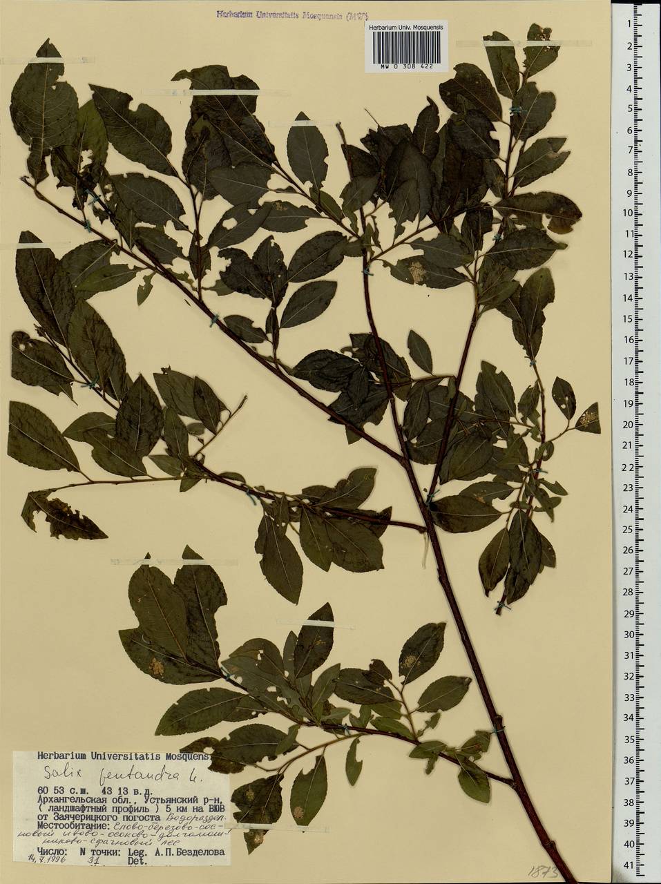 Salix pentandra L., Eastern Europe, Northern region (E1) (Russia)