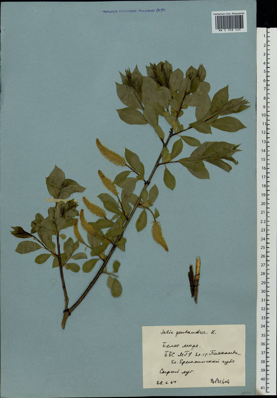 Salix pentandra L., Eastern Europe, Northern region (E1) (Russia)