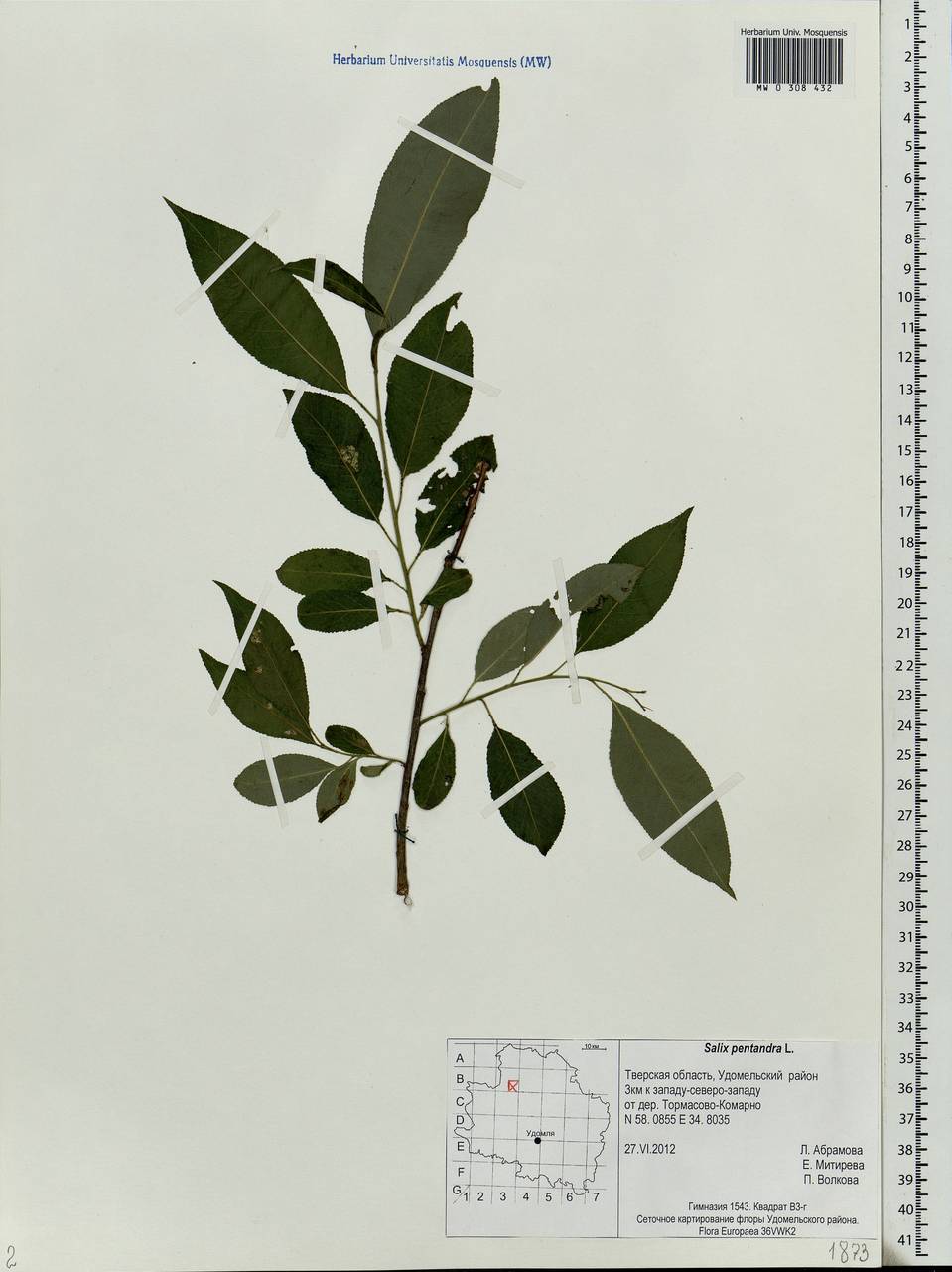 Salix pentandra L., Eastern Europe, North-Western region (E2) (Russia)