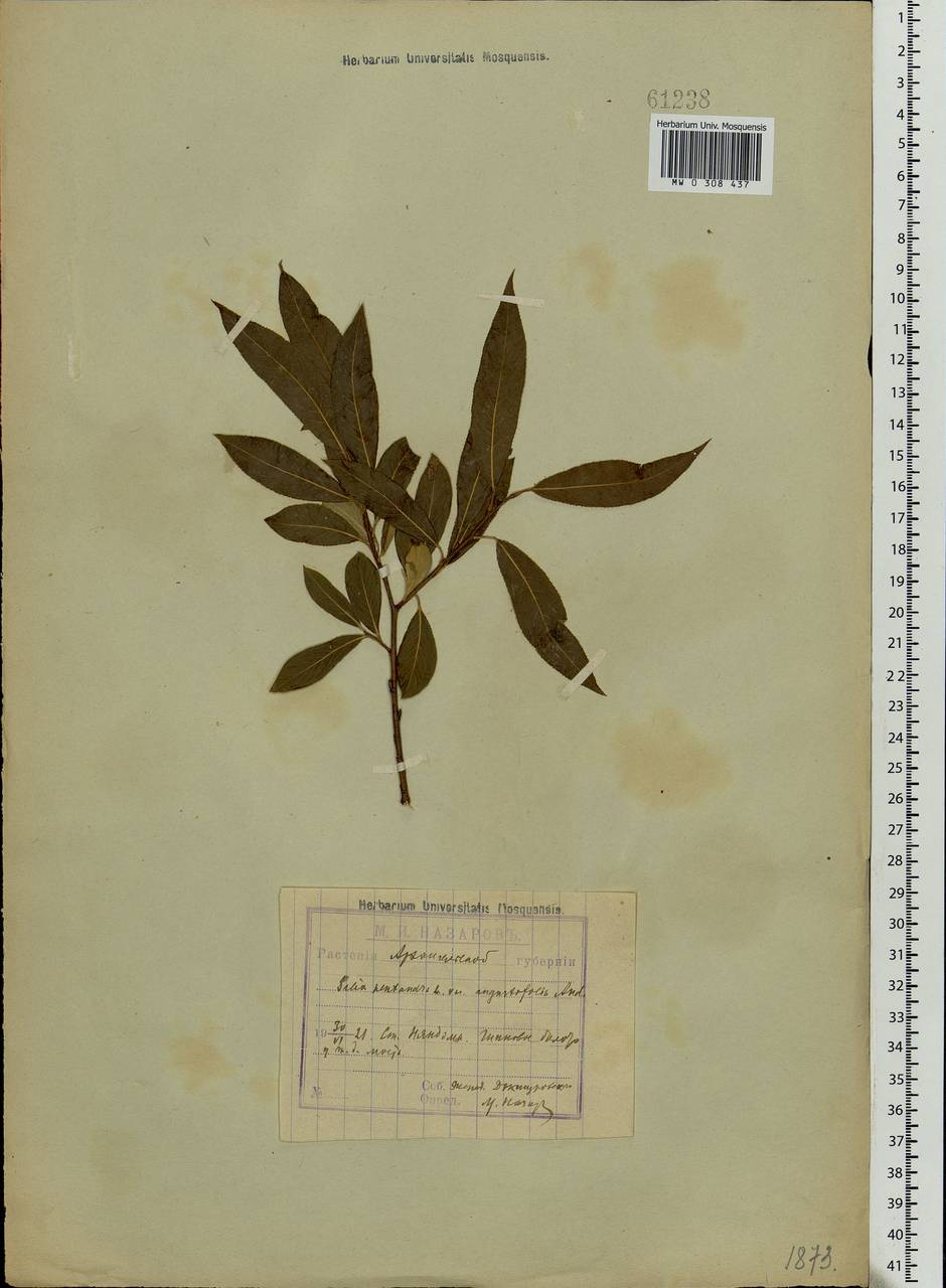 Salix pentandra L., Eastern Europe, Northern region (E1) (Russia)