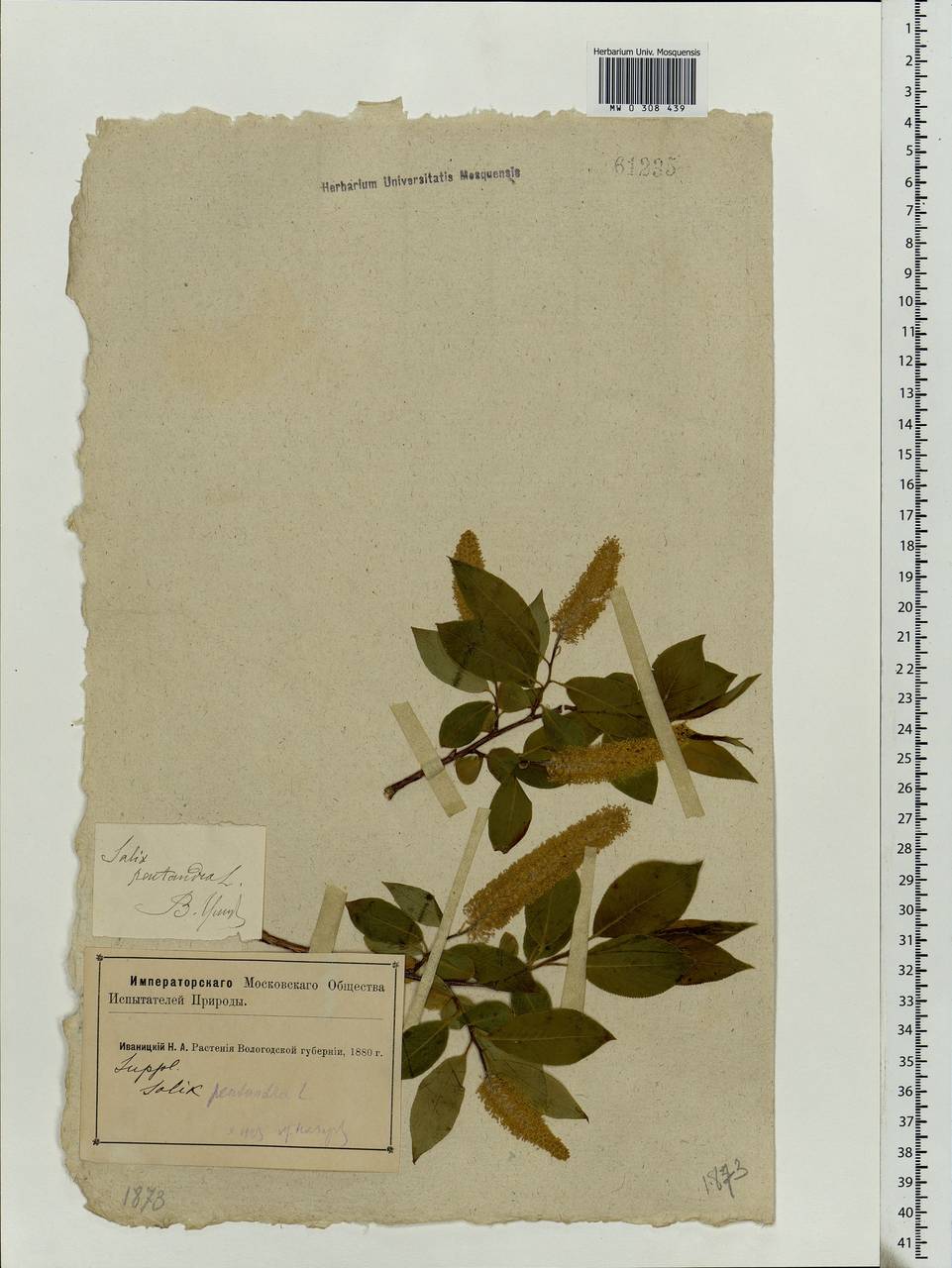 Salix pentandra L., Eastern Europe, Northern region (E1) (Russia)