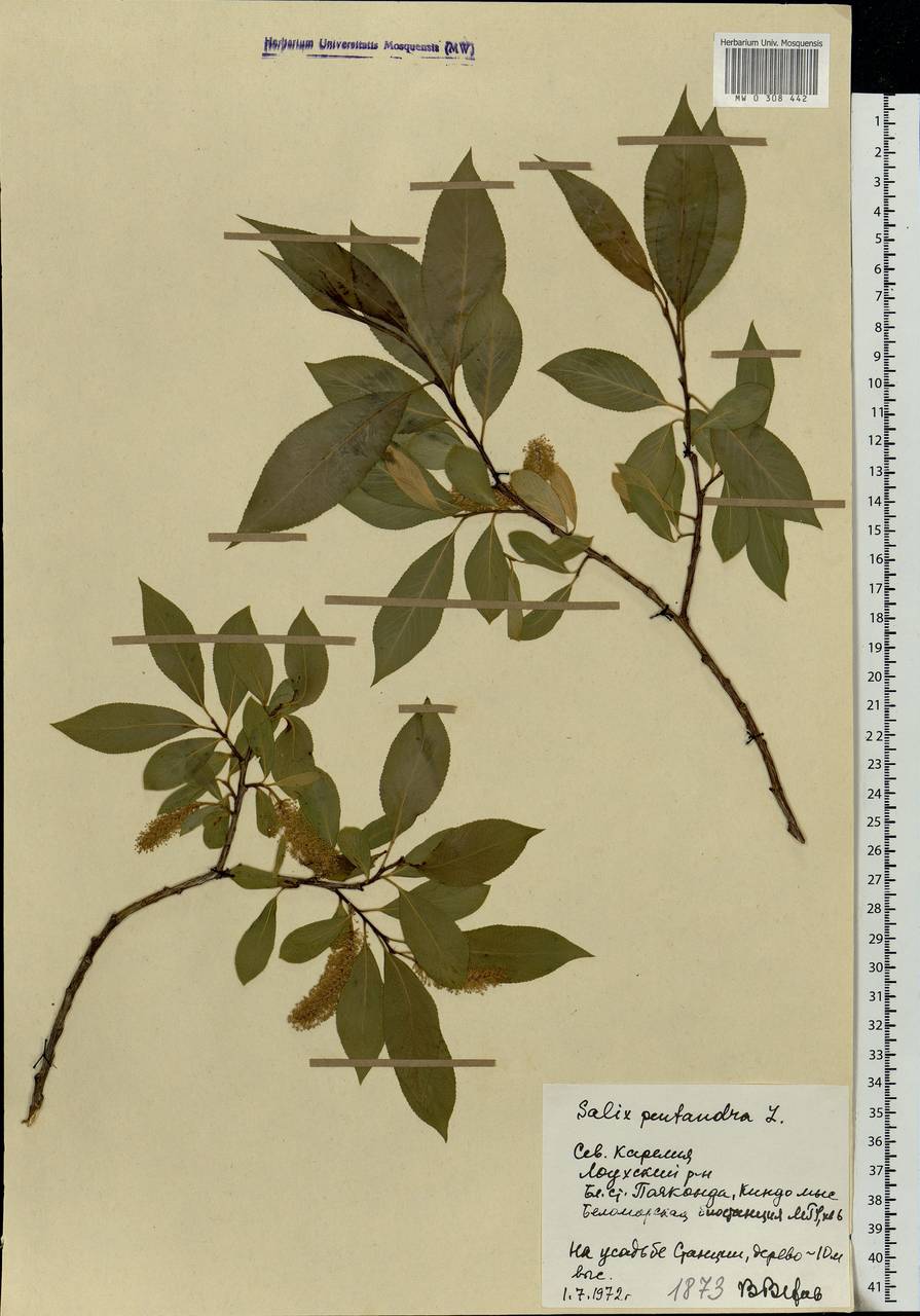 Salix pentandra L., Eastern Europe, Northern region (E1) (Russia)